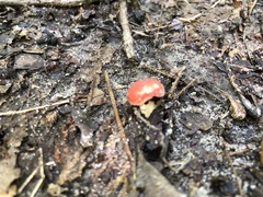 Amanita parcivolvata