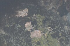 Lithothamnion