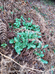 Arum italicum italicum