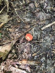 Amanita parcivolvata