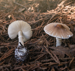 Leucoagaricus rubrotinctus