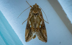 Chrysodeixis eriosoma