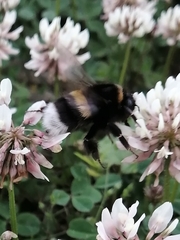 Bombus