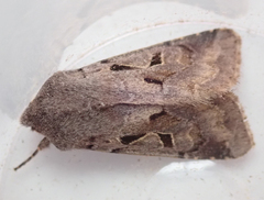 Orthosia gothica