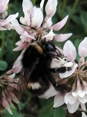 Bombus