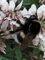 Bombus