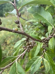 Elaeagnus umbellata