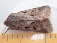 Orthosia gothica