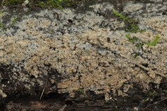 Botryobasidium conspersum