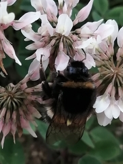 Bombus