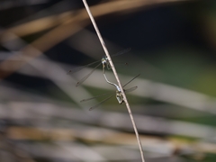 Lestes virens vestalis