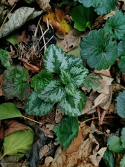 Lamium galeobdolon argentatum