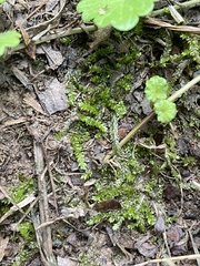 Selaginella apoda