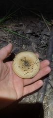 Lactarius psammicola