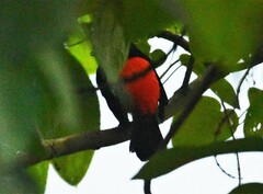 Hypopyrrhus pyrohypogaster