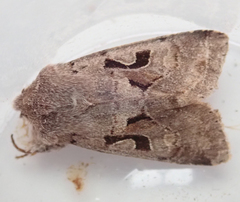 Orthosia gothica