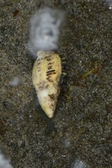 Muricidae