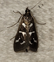 Diastictis
