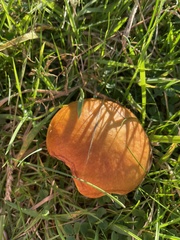 Chalciporus piperatus