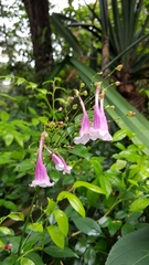 Strobilanthes hamiltoniana