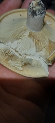 Lactarius psammicola