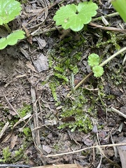 Selaginella apoda