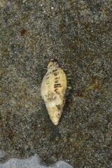 Muricidae