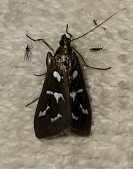 Diastictis