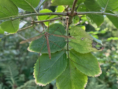 Tipula