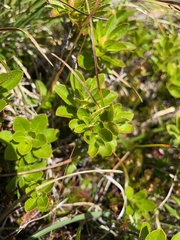 Rhododendron hirsutum