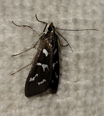 Diastictis