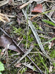 Selaginella apoda