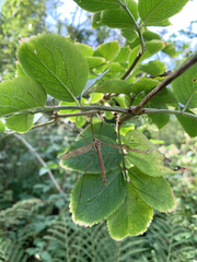 Tipula