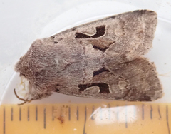 Orthosia gothica