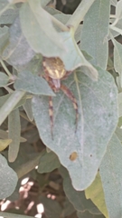 Neoscona oaxacensis