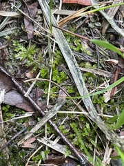 Selaginella apoda