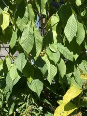 Asimina triloba