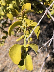 Phoradendron