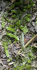 Selaginella apoda