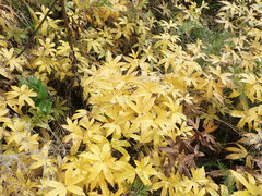 Anemonastrum dichotomum