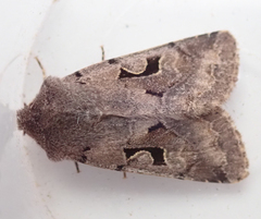 Orthosia gothica