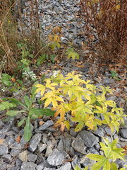 Anemonastrum dichotomum