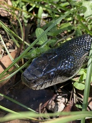 Pantherophis alleghaniensis