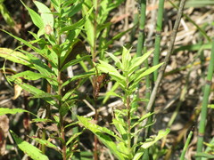 Diogmites basalis
