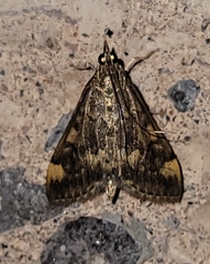 Pyrausta flavibrunnea