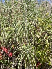 Helianthus maximiliani