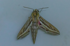 Hippotion celerio