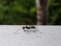Camponotus singularis