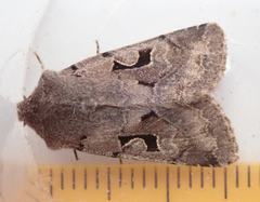Orthosia gothica