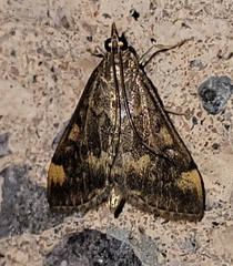 Pyrausta flavibrunnea